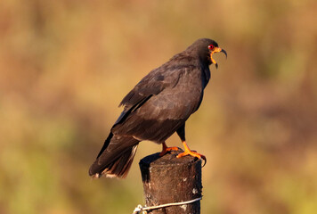snail hawk vocalizing perched on a branch.