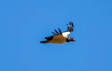 king vulture perched in flight, fauna of brazil.