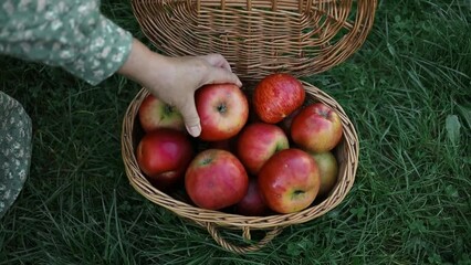 Picked ripe apples in a wicker basket on the grass on sunny summer day in the fruit garden. High quality FullHD footage