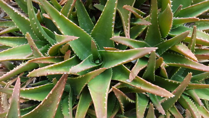 An aloe vera plant with copious leaves, its vibrant green hue a testament to its vitality..