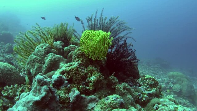 sea lillies and coral reef in sea