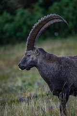 Hochlantsch - Steinbock - Sonnenuntergang