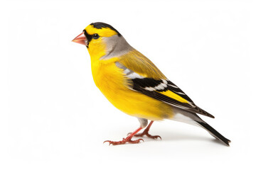 Royal finch bird on a white background