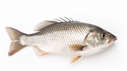 Fresh fish isolated on white background