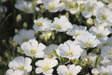 White flowers perfect for a rock garden