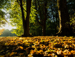 deciduous trees in the park in the autumn sunny dawn