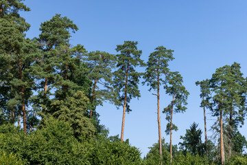 tall trees in the summer
