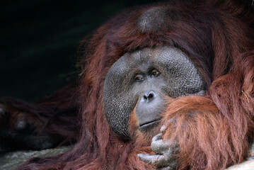 Close-up of an old male orangutan