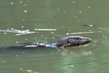 Monitor lizard swimming in a river