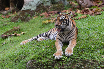 Sumatran tiger sitting on a ground