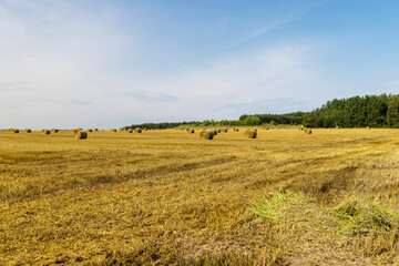 Obraz premium stubble that remains after the harvest of cereals