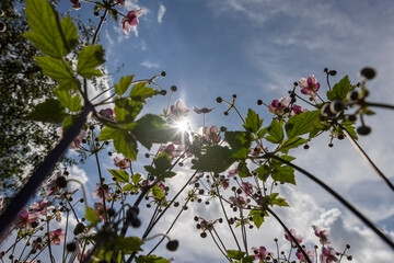 beautiful flowers in sunny weather to decorate the yard