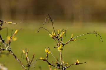 branches of the Tatar maple without foliage in the spring season