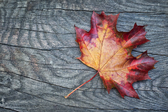 Autumn maple leaf on wood background with copy space for your text and advertising message (top view).