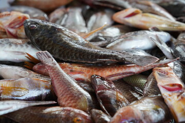 Fish on the fish market. They are placed on ice cubes to keep them cold. It is suitable as background for nature, environment or food related topics. 