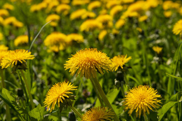 spring yellow dandelions in sunny weather, close-up
