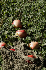 trendy color combination, pink peaches in reusable , mesh bag on grass background. Zero waste, eco...