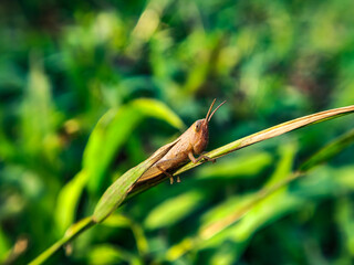 grasshopper on a leaf