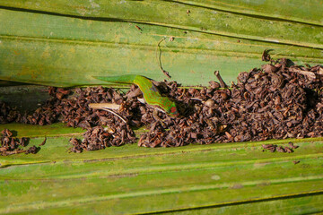 Ornate day Gecko from Mauritius in natural compost  environment 