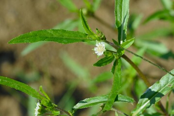 Eclipta alba flowers. Asteraceae annual plants native to tropical America. From August to October, it produces ray-shaped flowers on the periphery and tubular flowers on the inside.