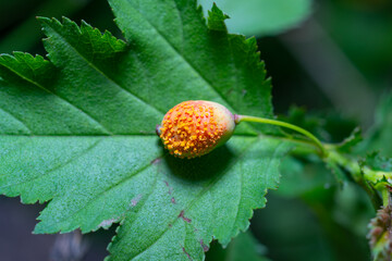 Fungal disease on the fruit of a plant in a botanical garden