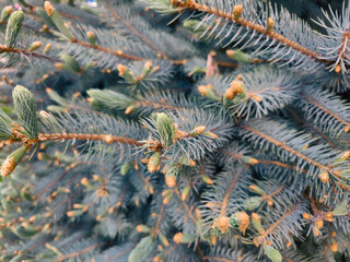 Probably some kind of blue spruce. Picea Pungens?