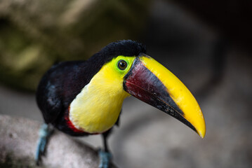 Breaking the quiet life of the toucan