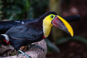 Breaking the quiet life of the toucan