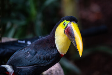 Breaking the quiet life of the toucan