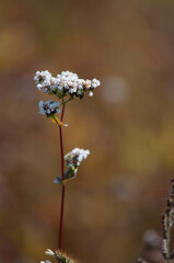 Łąska kwiatów w sierpniu, kwiaty polne © Freshfanpage