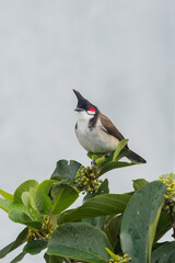 Red Whiskered Bulbul bird perching on branch of Xylosma tree 