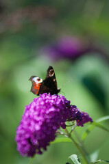 Motyle, motyl kolorowy na kwiatach w ogrodzie.  © Freshfanpage