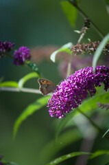 Motyle, motyl kolorowy na kwiatach w ogrodzie.  © Freshfanpage