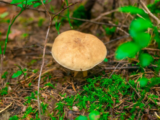 Beautiful mushroom hog growing in the grass color