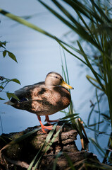 Kaczka na stawie, pływająca kaczka © Freshfanpage