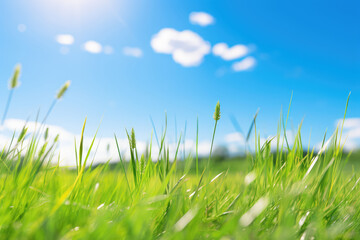 Green grass with blue sky and white clouds. Shallow depth of field