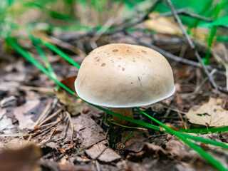 Beautiful mushroom hog growing in the grass color