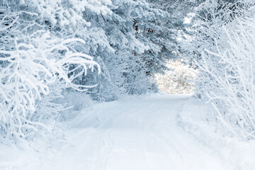 Fototapeta na wymiar winter road between trees covered with branches with snow and frost