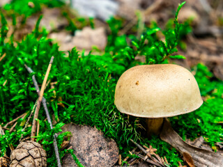 Beautiful mushroom hog growing in the grass color