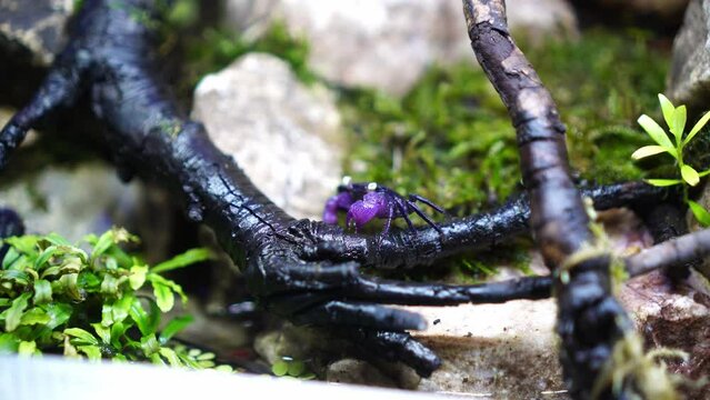 Paludarium, Aquarium, Terrarium