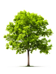 Fototapeta na wymiar Green tree on white background