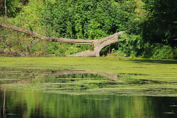 Fototapeta premium View of the pond with a large tree
