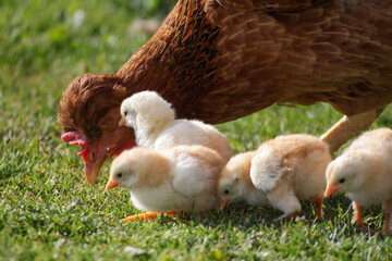 chick on the green grass in the farm, closeup of photo