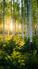  Beautiful nature landscape with birch trees grove in the morning fog. © paul