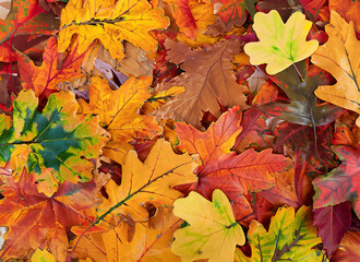 Naklejka na ściany i meble Mainly colorful oak and maple autumn leaves