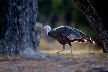 Female wild turkey (Meleagris gallopavo) in the Rio Grande Valley, Texas looking for food in the Bentsen-Rio Grande State Park, Mission, Texas