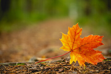 fallen reddish maple leaf on ground in forest. autumn concept.