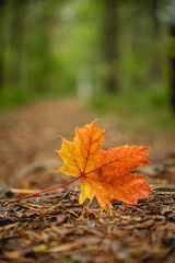 fallen reddish maple leaf on ground in forest. autumn concept.