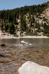 English Cream Golden Retriever Hiking at St. Mary's Glacier in the Colorado Mountains During the Summer