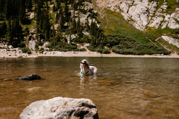 English Cream Golden Retriever Hiking at St. Mary's Glacier in the Colorado Mountains During the Summer